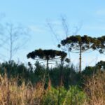 Primeira semana de julho marca céu claro e sem chuvas