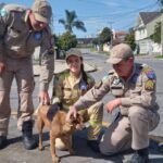 Bombeiros fazem força tarefa para salvar doguinho