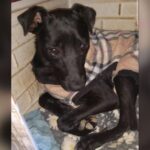 Cachorrinha que foi abandonada no bairro Thomaz Coelho precisa de doações para fazer tratamento