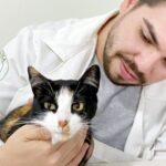 Clínica Veterinária Araucária - CVA completa três anos de dedicação aos animais