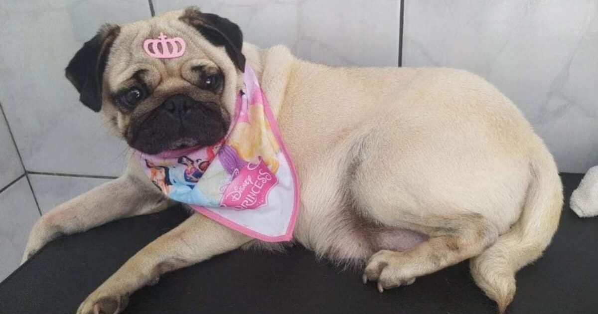 Família está a procura de cachorrinha da raça Pug que sumiu no Capinzal