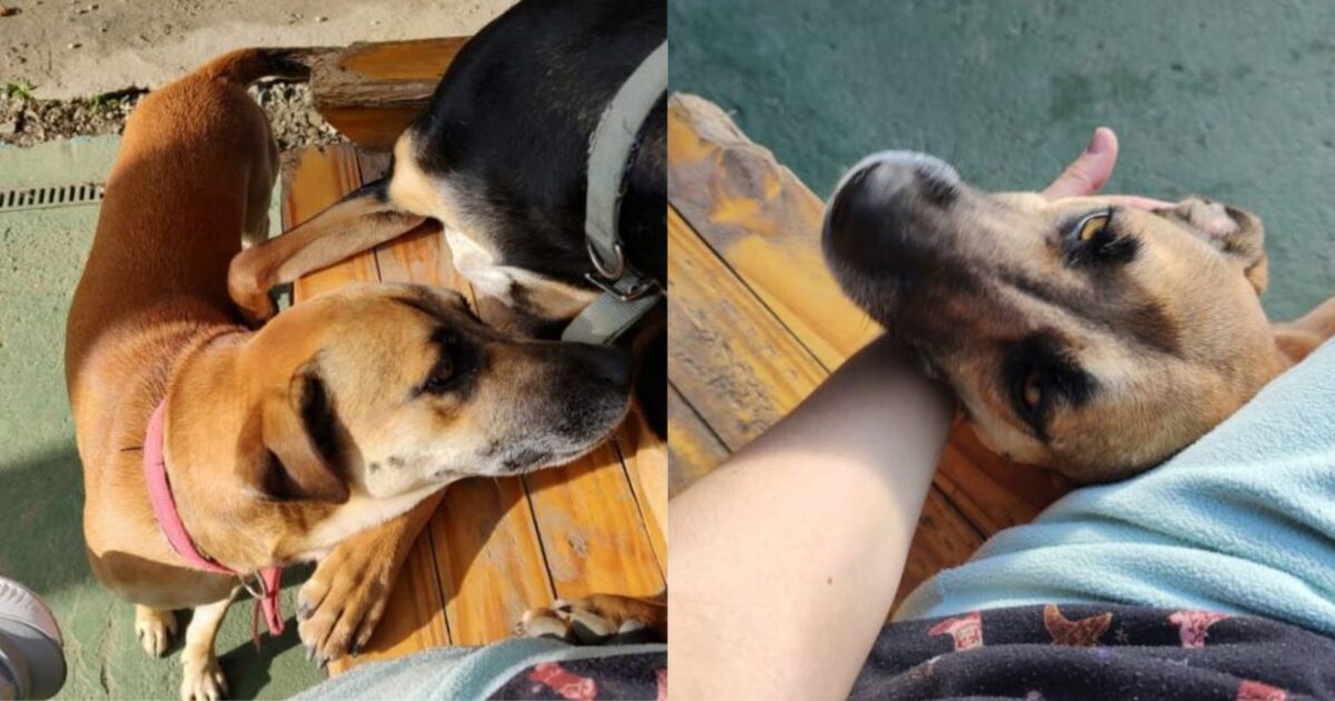 Família pede ajuda para encontrar a cachorrinha Cacau