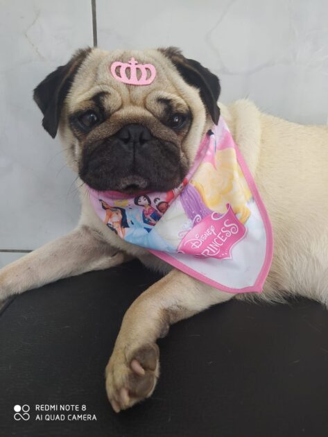 Família está a procura de cachorrinha da raça Pug que sumiu no Capinzal