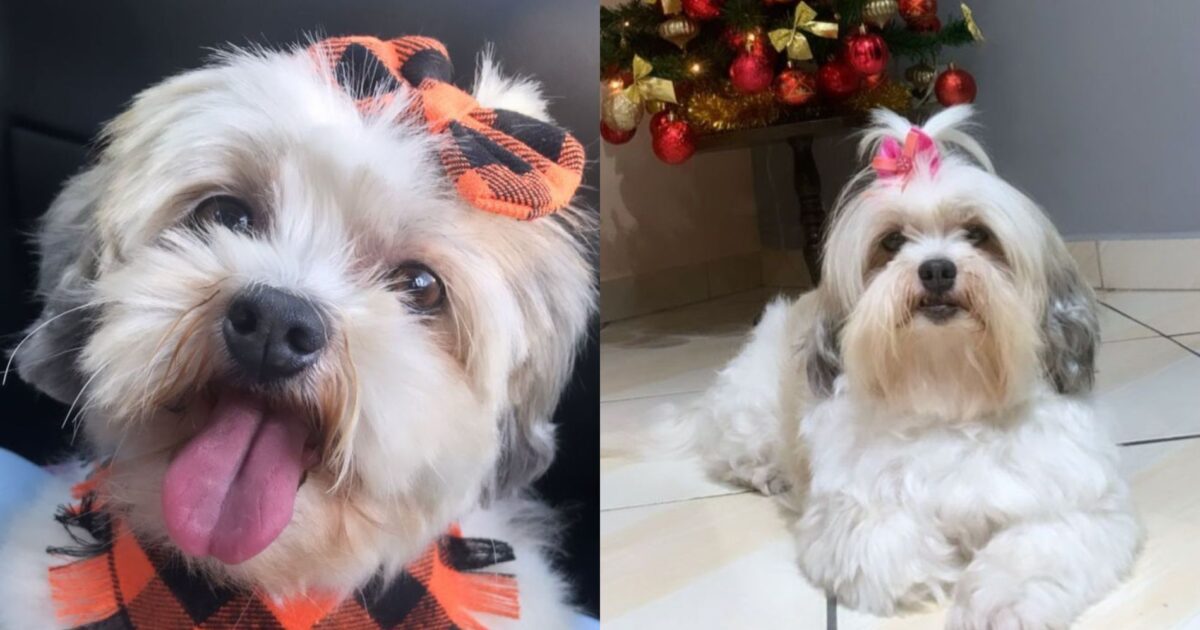 Cachorrinha desaparece de casa e família oferece recompensa para quem encontrá-la