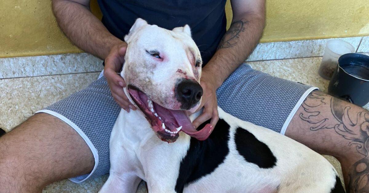 Pitbull é encontrada no bairro Costeria após se envolver em briga com outro cachorro