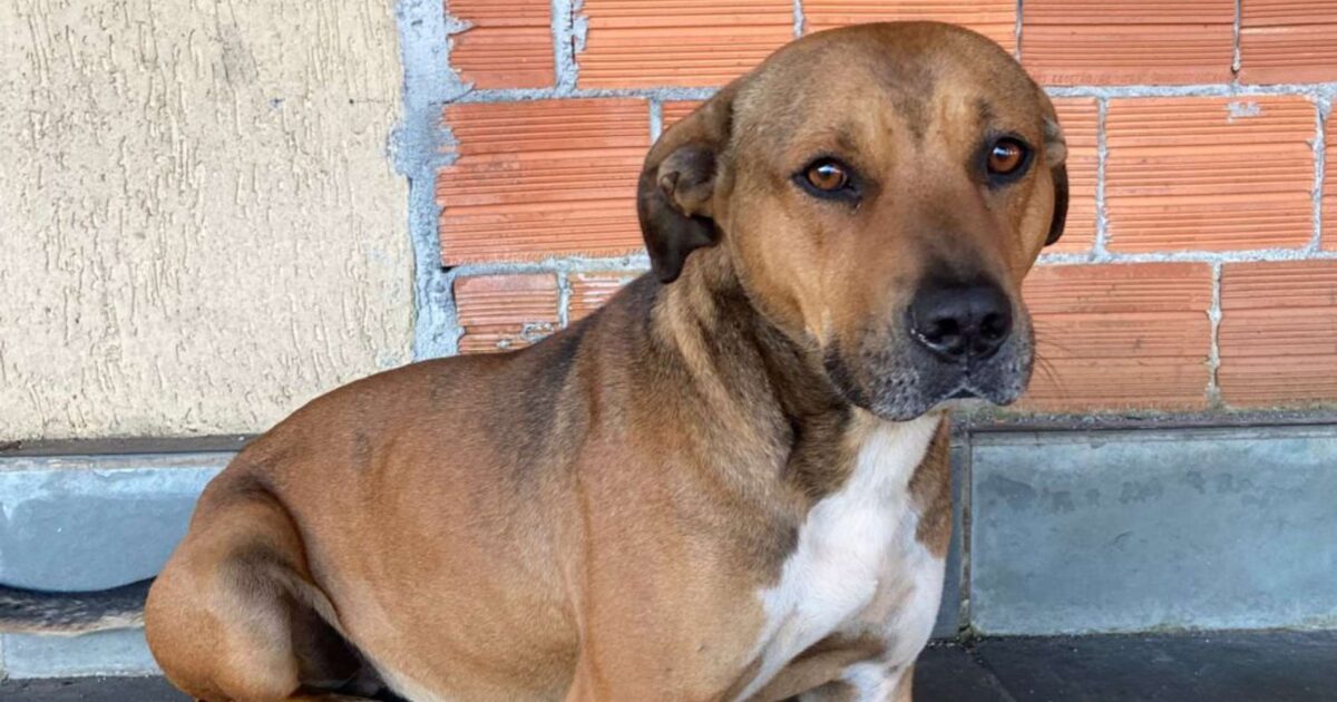 Ajude a achar o cachorrinho Bart que sumiu próximo a Rodovia do Xisto