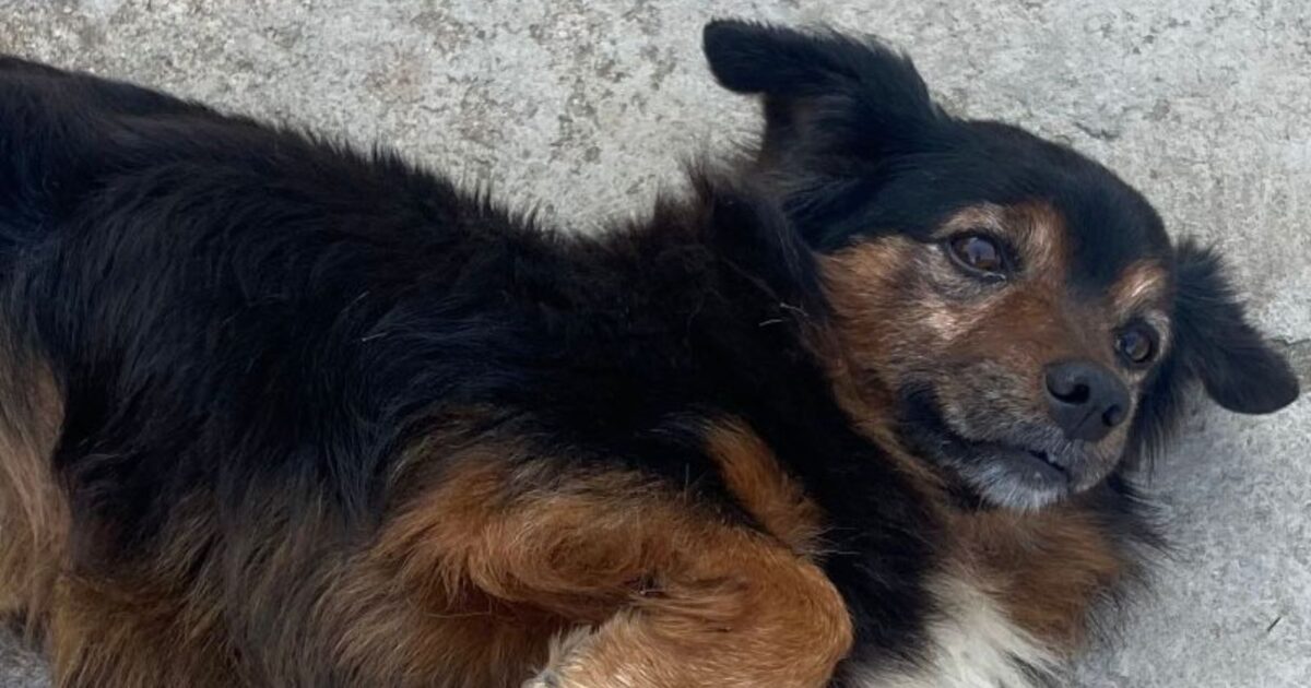 Cachorrinho sumiu no bairro Iguaçu