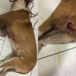 Irmãs fazem vakinha para pagar tratamento de cachorro resgatado em frente à Capela de Campina das Pedras