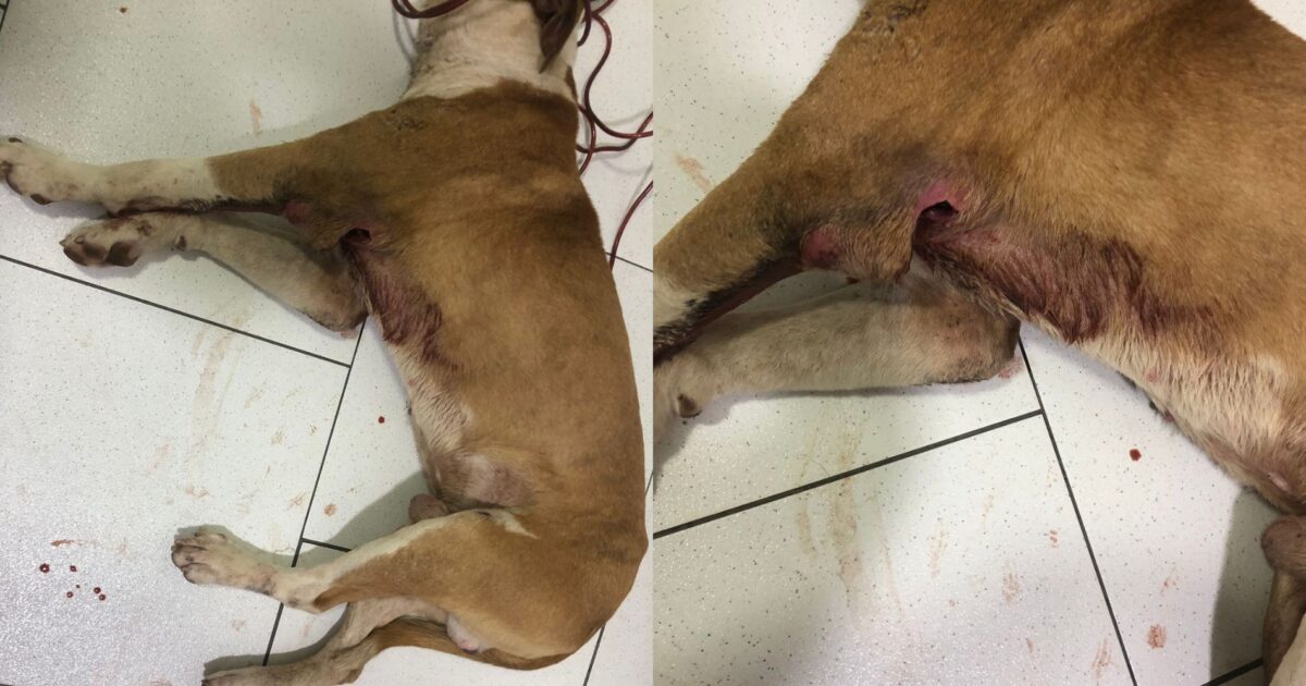 Irmãs fazem vakinha para pagar tratamento de cachorro resgatado em frente à Capela de Campina das Pedras