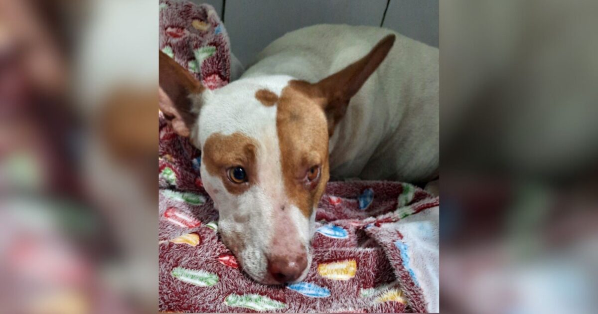 Motociclista que atropelou e socorreu cadela pitbull cria vakinha para arcar com custos do tratamento