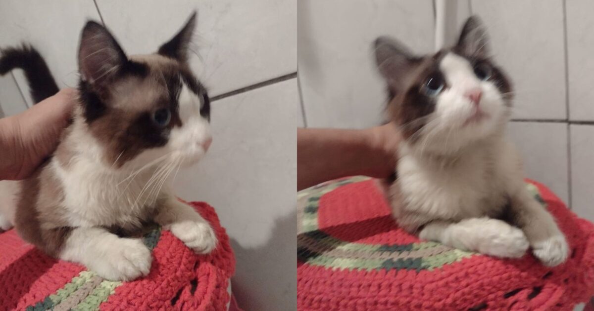 Ajude a encontrar o dono de gatinho que apareceu no Capela Velha