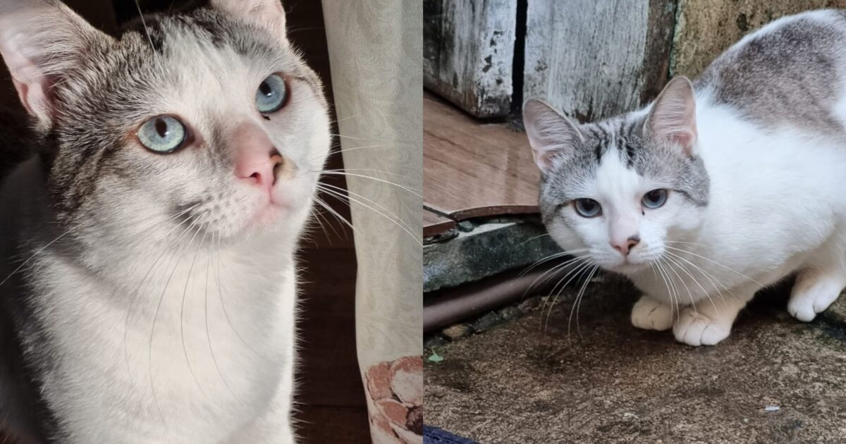 Família está a procura do gatinho Felix que desapareceu no bairro Arvoredo