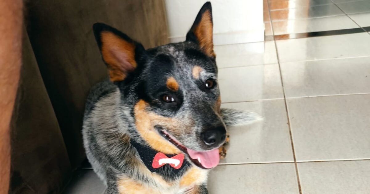 Família está procura de cachorrinho Harry que sumiu no bairro Cachoeira