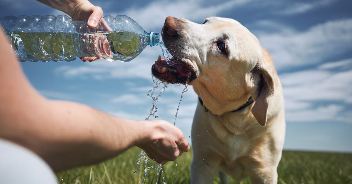 Calor excessivo requer cuidados redobrados com a saúde