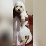 Família está à procura de poodle que desapareceu no Centro de Araucária