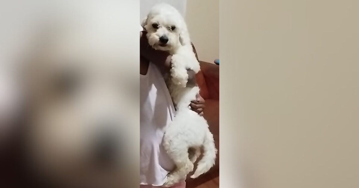 Família está à procura de poodle que desapareceu no Centro de Araucária