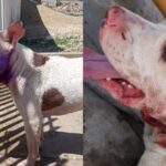 Pitbull é encontrado perdido e machucado no bairro Estação e família pede ajuda para encontrar o dono