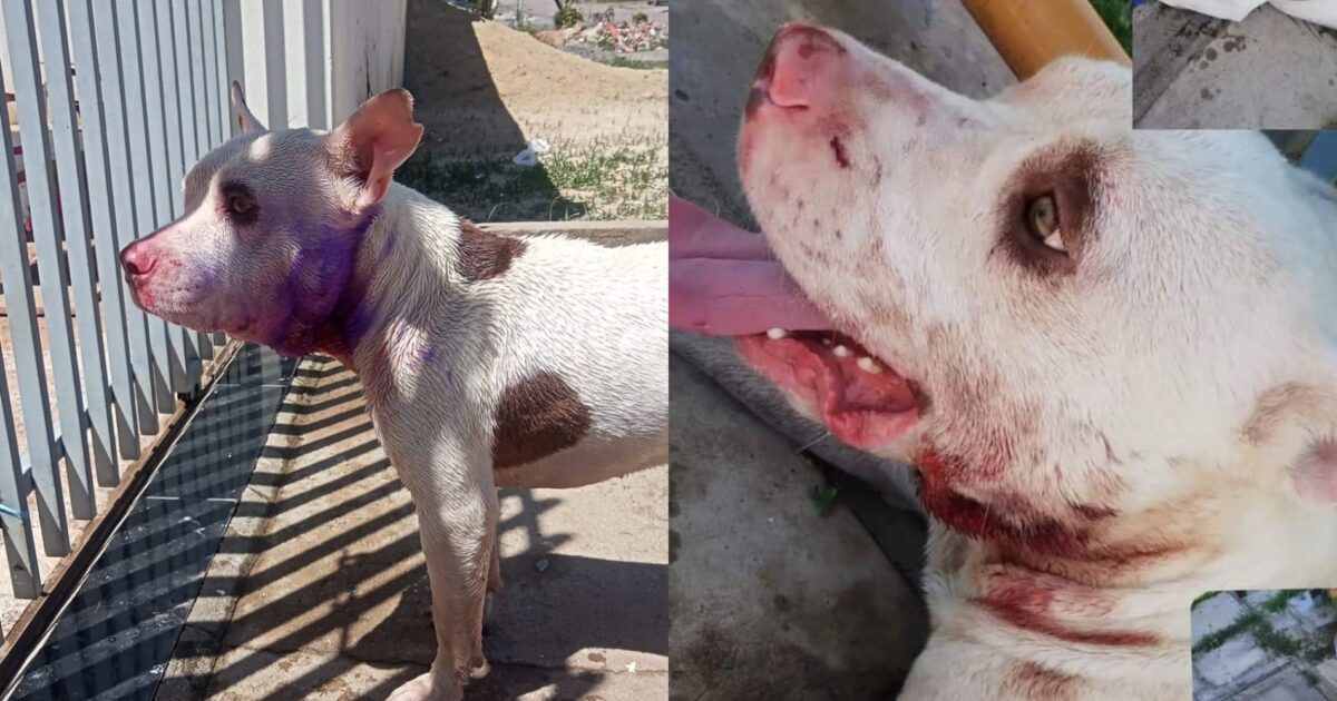 Pitbull é encontrado perdido e machucado no bairro Estação e família pede ajuda para encontrar o dono