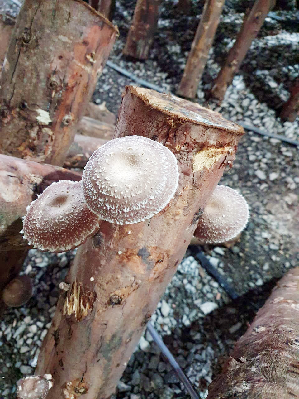 Cogumelos ganham espaço cada vez maior no prato dos araucarienses