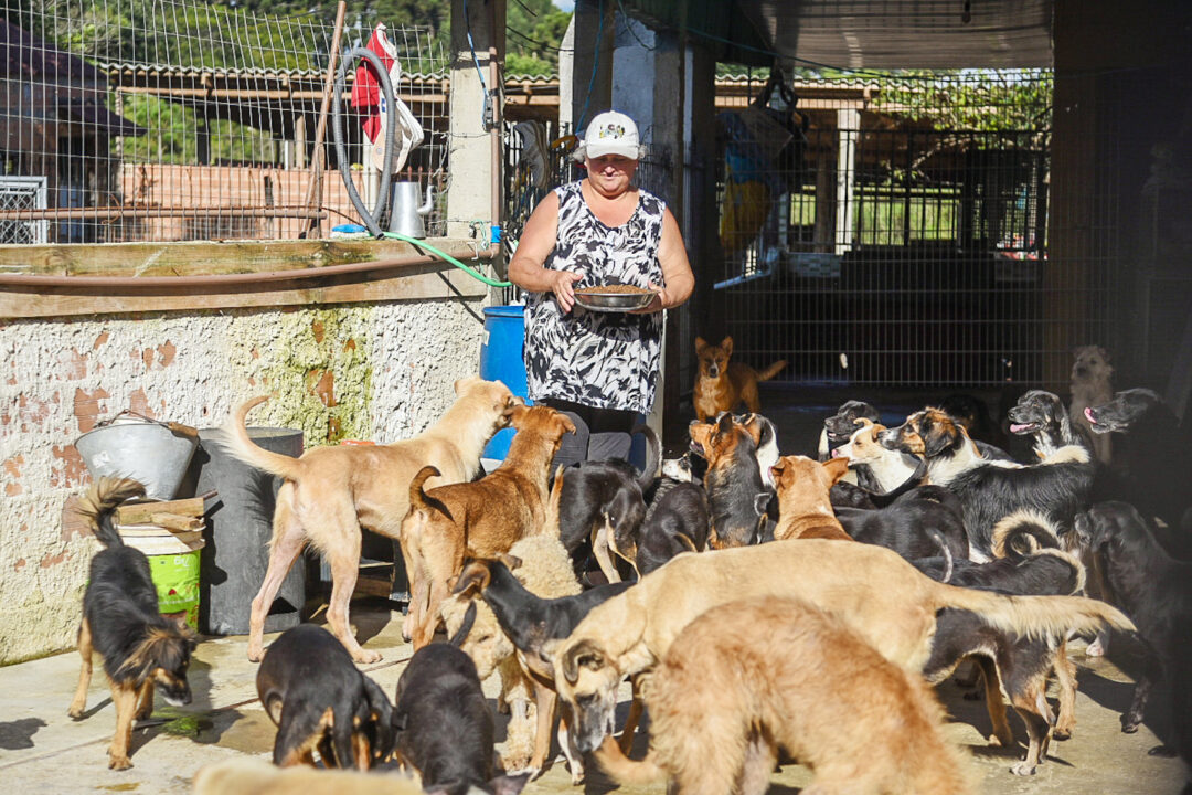 Uma rede independente de proteção faz a diferença na vida dos animais