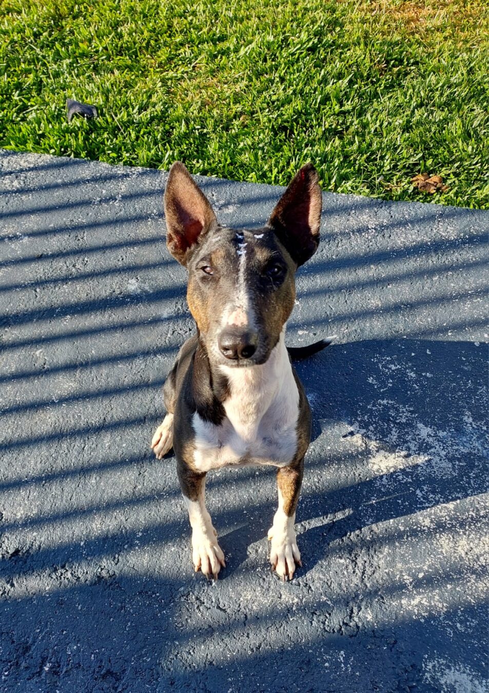 Protetora de animais está doando dois cachorrinhos da raça bull terrier