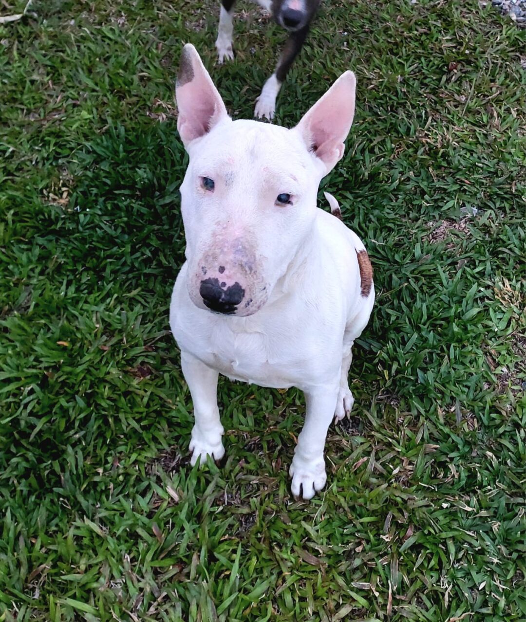 Protetora de animais está doando dois cachorrinhos da raça bull terrier