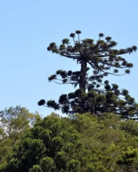 Imagem de destaque - Final de semana será marcado com céu claro e temperatura baixa