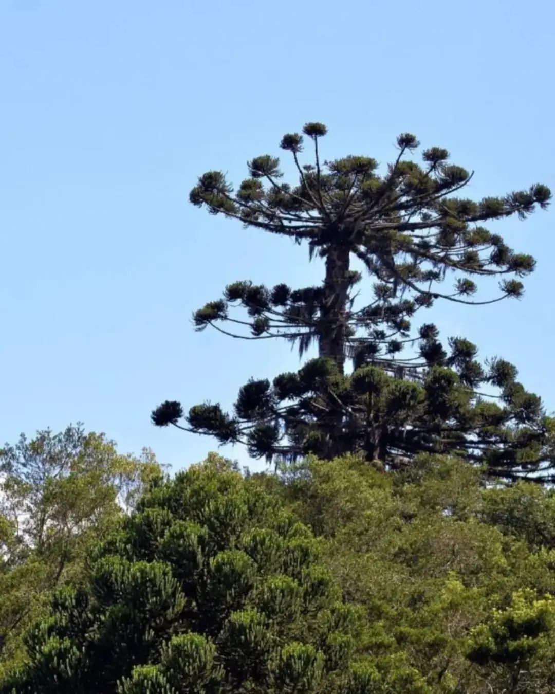 Imagem de destaque - Final de semana será marcado com céu claro e temperatura baixa