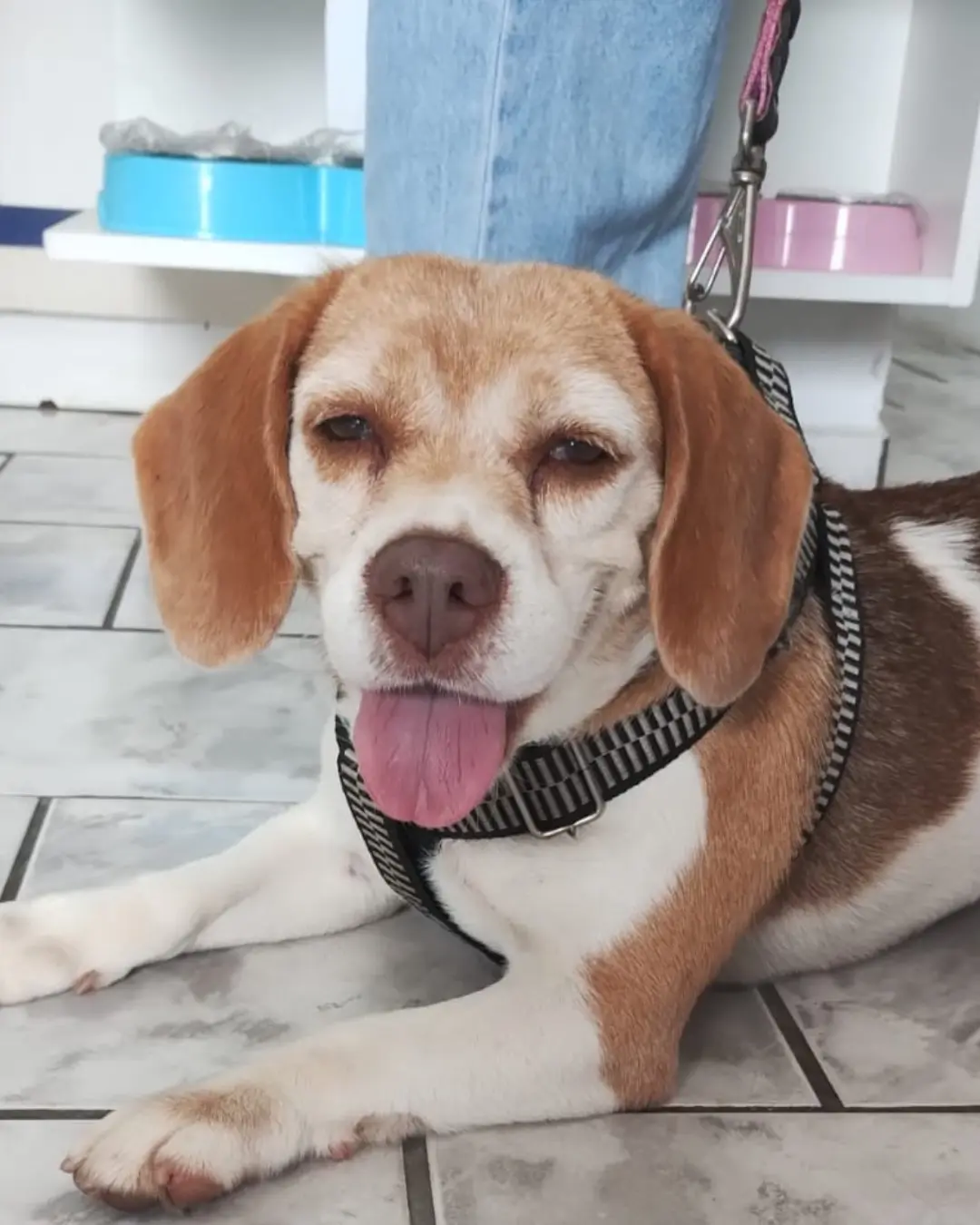 Imagem de destaque - Moça está a procura de tutor de cachorrinha beagle encontrada na Praça da Bíblia