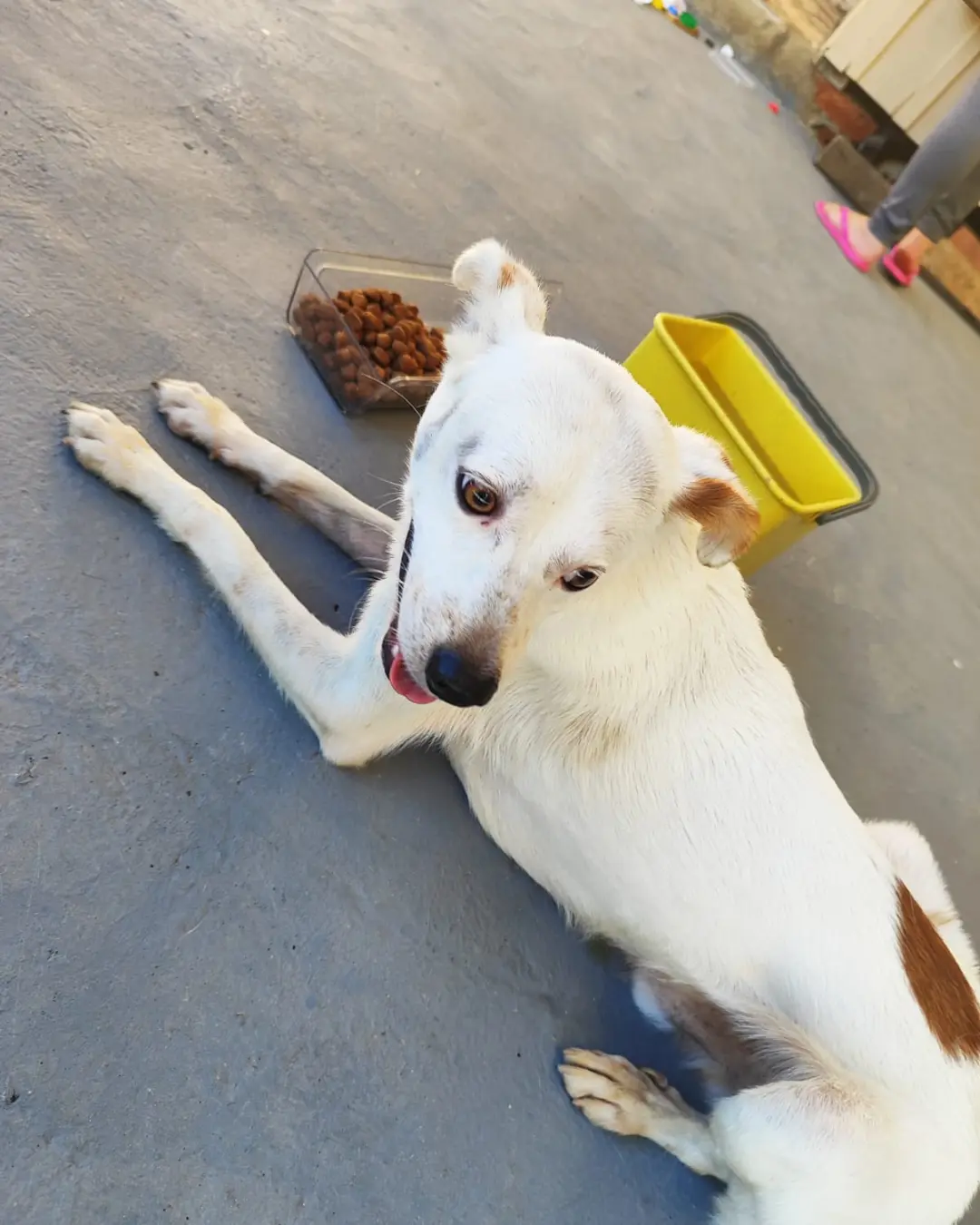 Imagem de destaque - Moradora está a procura do dono do cachorrinho que encontrou próximo ao Centro POP