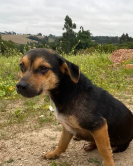 Imagem de destaque - Dois cãezinhos que foram abandonados na área rural estão precisando de um lar