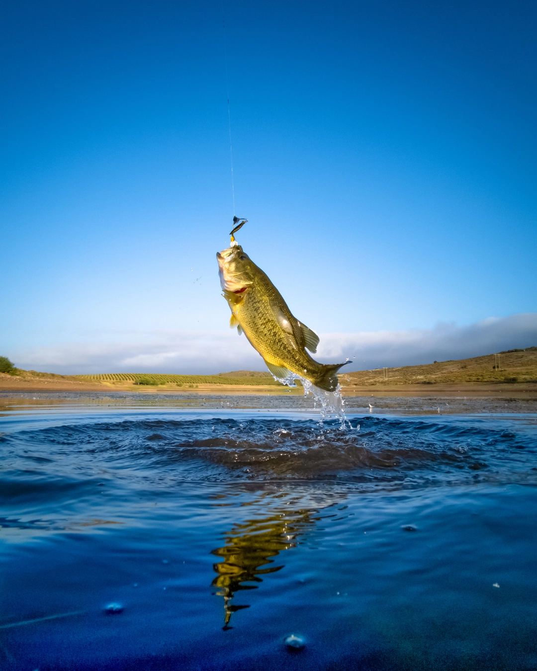 Imagem de destaque - Eliziel Dutra: Coluna do Pescador