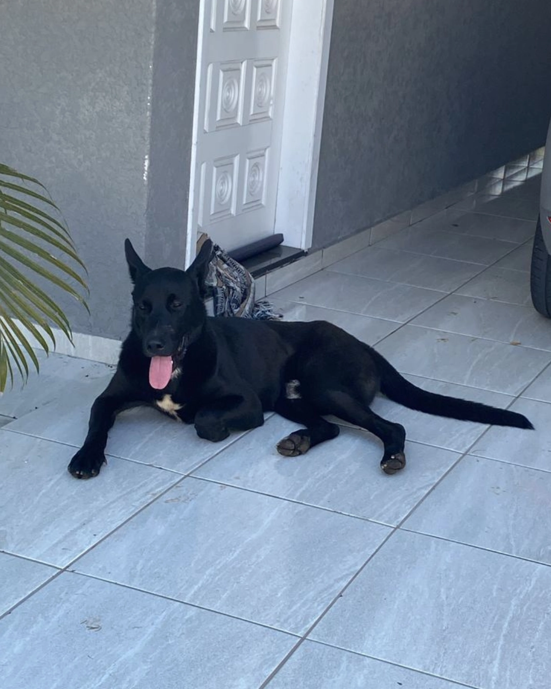 Imagem de destaque - Cachorro encontrado no bairro Pequim procura por dono