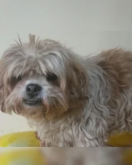 Imagem de destaque - Protetor Zezinho da ZPA resgata cachorrinha no bairro Estação e procura dono