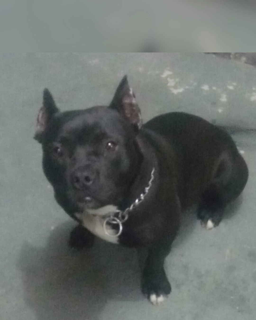 Imagem de destaque - Ajude a encontrar a Pantera! A cachorrinha sumiu no bairro Campina da Barra