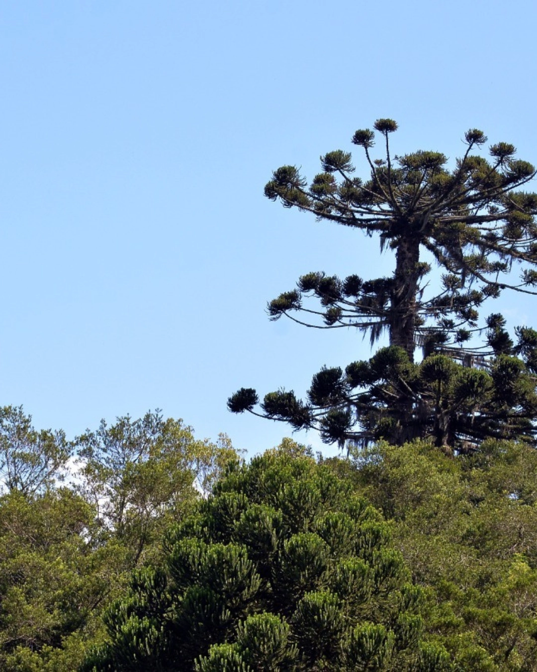 Imagem de destaque - Final de semana terá céu claro e temperatura pode atingir 23°C