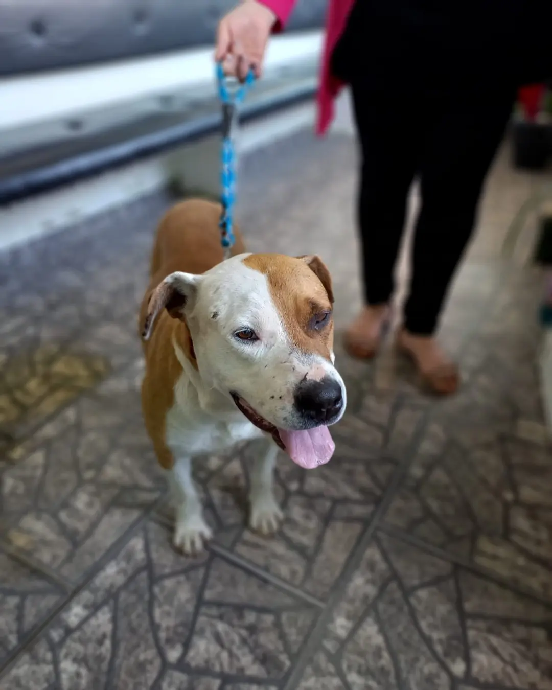 Cachorrinhos estão a procura de lar temporário urgente