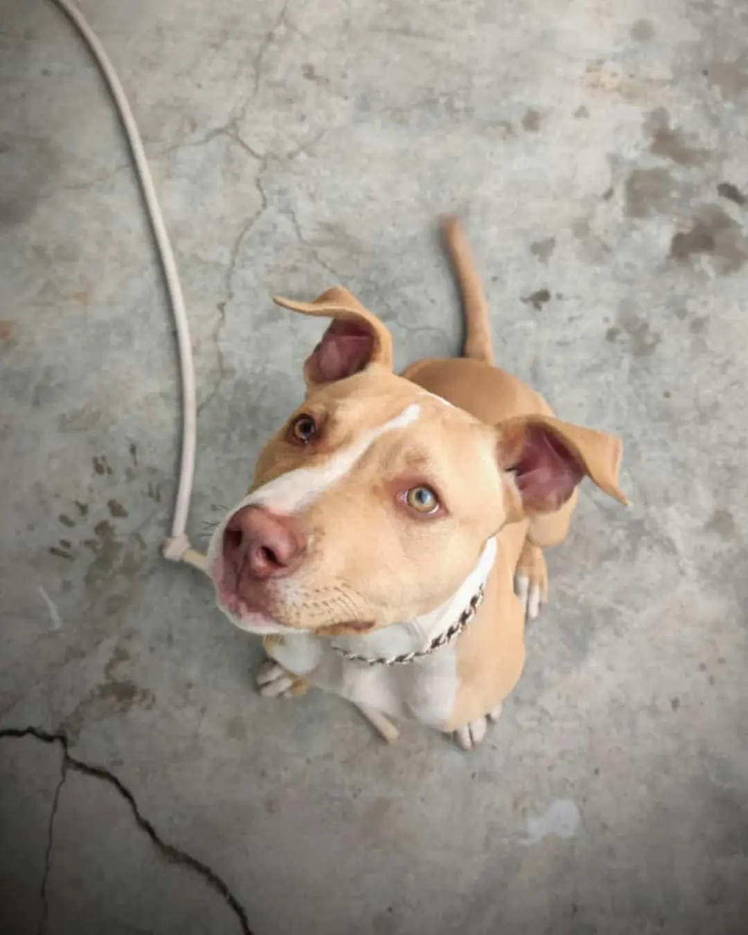 Ajude a encontrar o cachorrinho Ted que sumiu no bairro Boqueirão