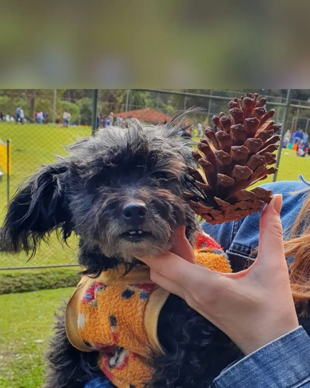 Família procura poodle que sumiu no Campina das Pedras