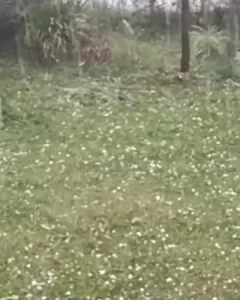 Moradora de Araucária registra tempestade de granizo que caiu em sua chácara na região rural de Palmital