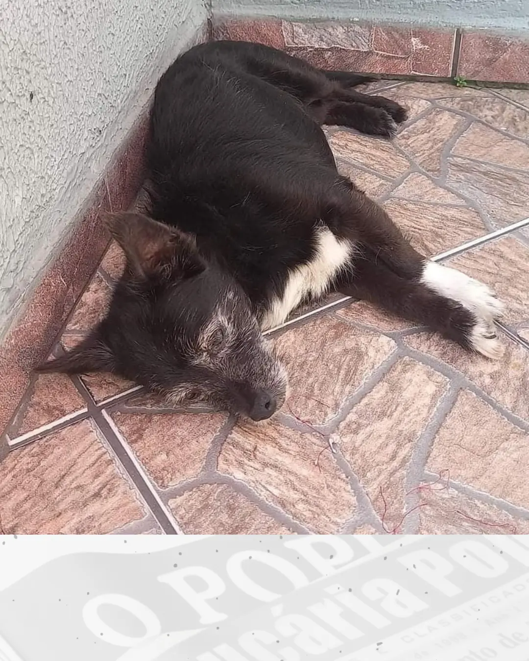 Vamos ajudar a encontrar o cãozinho Baster, ele é idoso e está cego