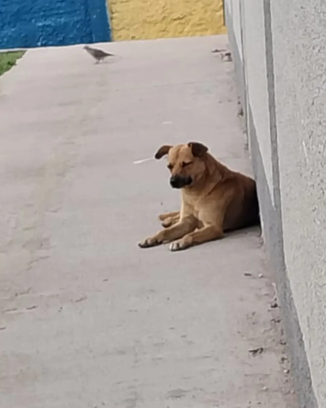 Professor é acusado de agredir cachorro dentro de sala de aula do Agalvira