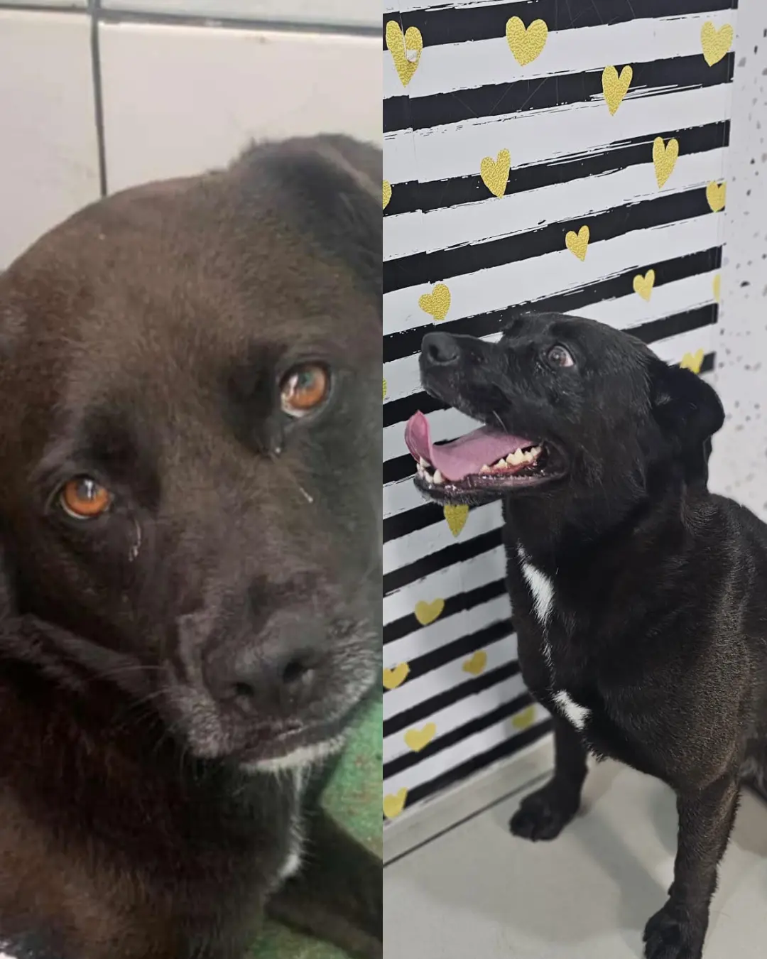 Ajude a encontrar a cachorrinha Morgana! Ela desapareceu no bairro Costeira