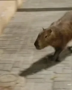 Capivara é flagrada andando pelo centro de Araucária. Saiba o que fazer nesses casos