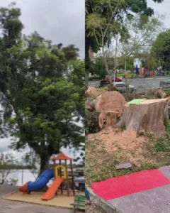 Corte de árvore histórica na Praça da Matriz gera polêmica