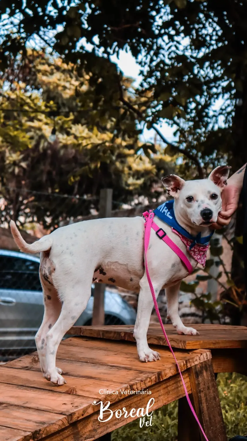 Protetora Viviane levará cachorrinhos resgatados para a Feira de Adoção