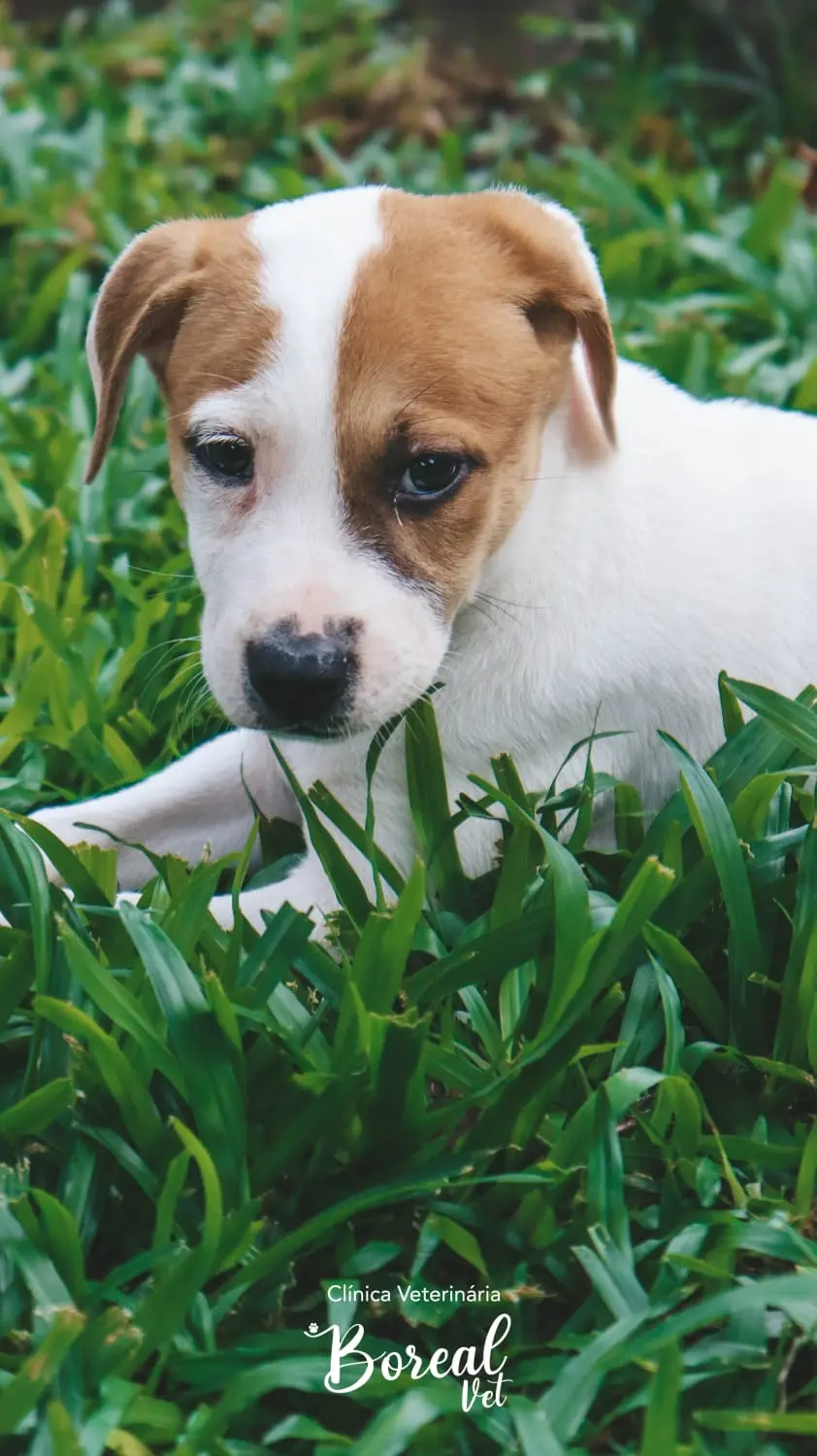 Protetora Viviane levará cachorrinhos resgatados para a Feira de Adoção