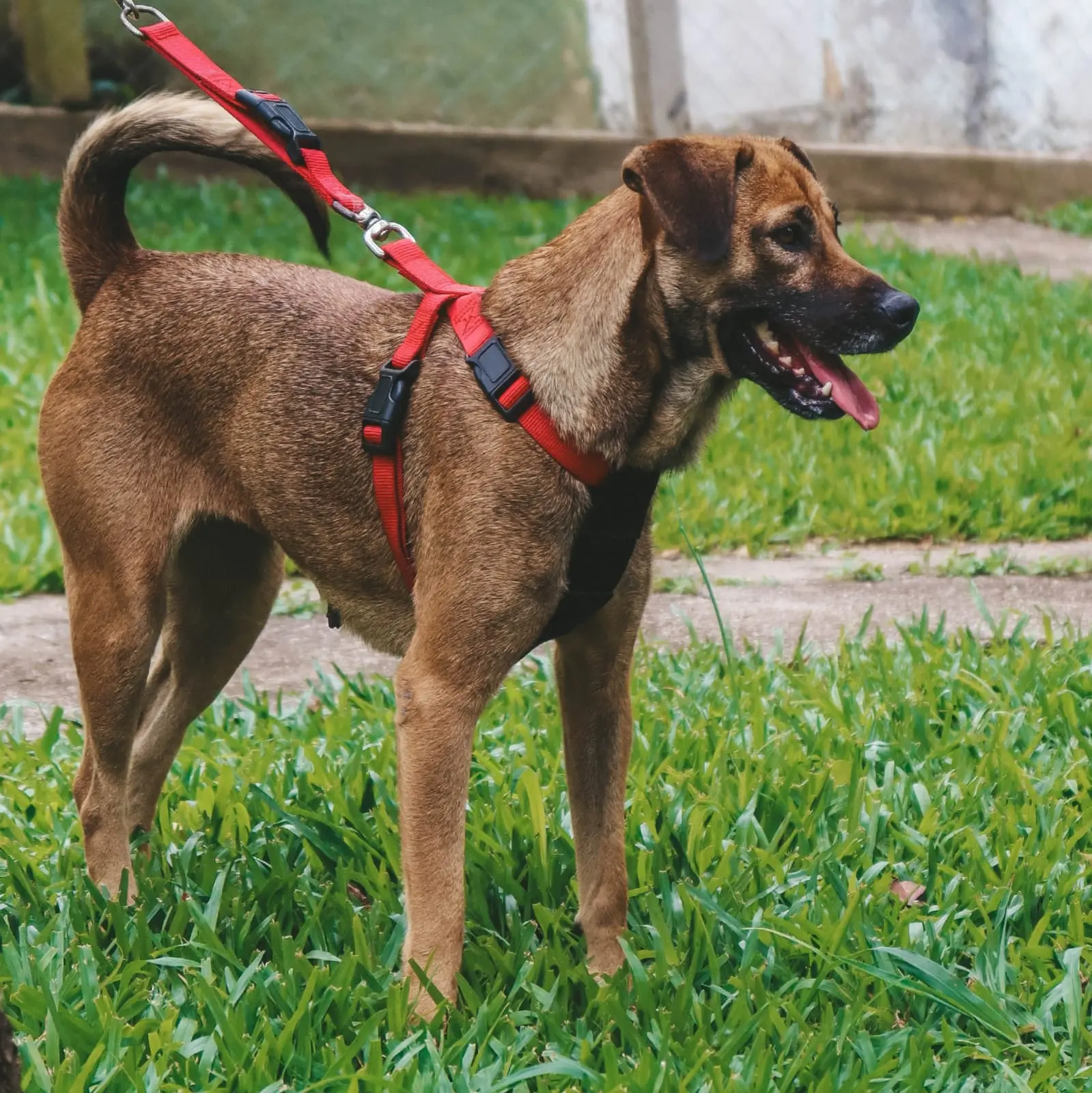 Protetora Viviane levará cachorrinhos resgatados para a Feira de Adoção