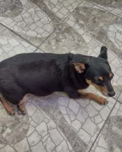 Família está à procura de Nina, cachorrinha desaparecida no bairro Campina da Barra