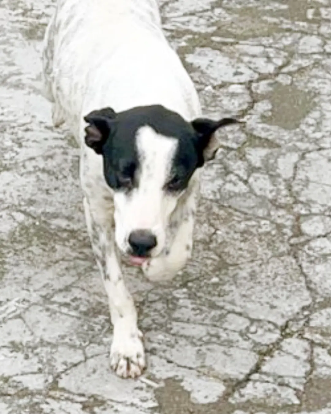 Problemas com a cachorrinha do vizinho que está no cio? Saiba o que fazer